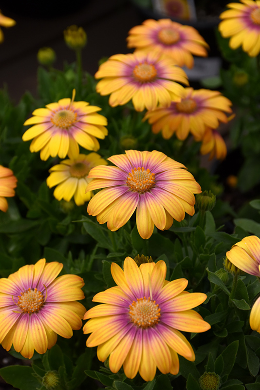 Blushing Daisy with mauve purple flowers